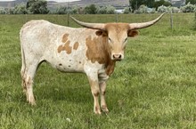 BEERE'S ZSA ZSA