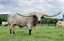 Tuff Cowboy DC Semen