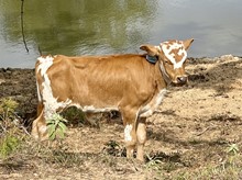 HRT Sugar Dancer Bull Calf 