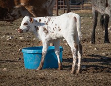 DCT - HIGHGARD x BL ITCHIT - HEIFER