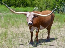 RUGGED CROSS DEBUTANTE