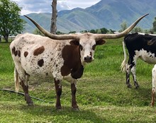 Sierra Madre
