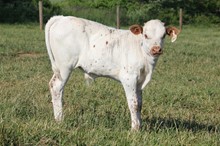 MATCHLESS X RE LOAD 2021 BULL