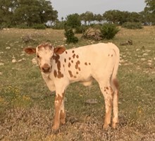 DBS Pandemic Bull Shhh