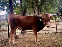 SHL Frank’s Red River