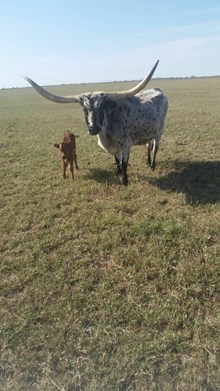 IM STEER 70/16
