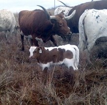 Calf 703 Bull
