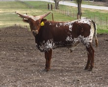 713 Bull