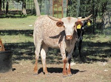RM Roan Dorothy
