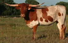 LAZYJ'S HEIFER 22/13