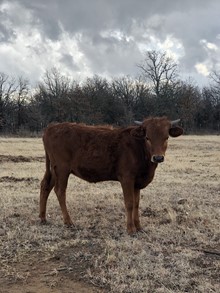 MR Reba