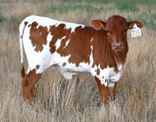 Hercules X Commotion heifer