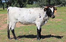 BRR Grand Cowgirl