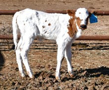 Magnificent X Tinkerbell