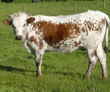 748 (Heifer x Tommiegirl)