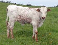 757 (Heifer x Emma Lou)