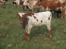 CALF 764 BULL