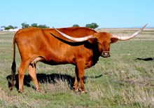 RR Ranch Chick