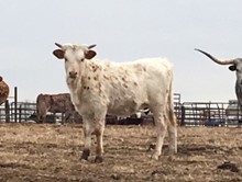 RKJ AMERICAN SWEETHEART