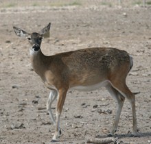 RR 302