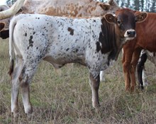 5D Rivers Tejas Bull
