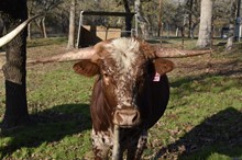 2018 Sweet Brindle Pepper Bull