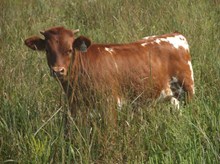 AF Hunts High Vixen heifer 820