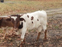 2019 Genevieve Bull