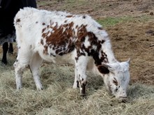 2019 Blowin Smoke Heifer