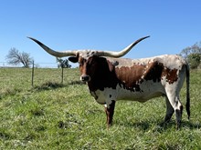 TXN Mary Jo Special 