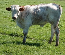 853 (Heifer x Emma Lou)