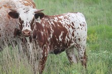 907 Dora the Explorer heifer 2017
