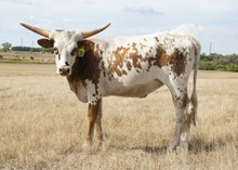 TCC Awesome Heifer Baby