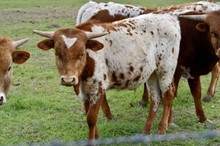 HCC Unnamed Bull 261