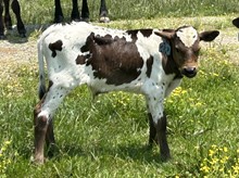 2023 BULL (LOLLIPOP)