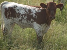 Calf 952 Heifer