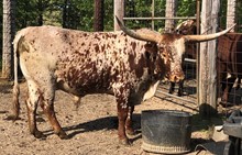 SEDALIA COWBOY CPL