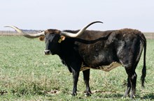 TS Lone Star Abigail