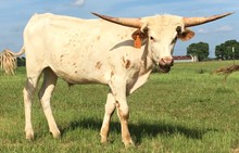 WHITE STEER #27