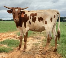 COURTNEY 2019 STEER