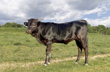Spoke Fit x 3P Hangin Stars heifer
