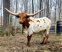 TC COWBOY'S GLORY
