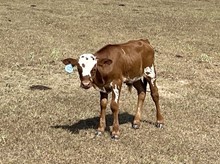 HRT Leigh’s Splash Bull Calf 