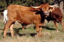 ACC JITTERBUG