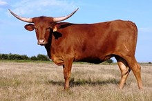 ACC MAHUKONA
