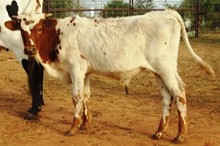ACC STEER PROSPECT 04/11