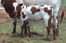 A STEER FOR YOU
