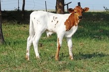 ACC STEER PROSPECT 512/11