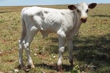 ACC STEER PROSPECT 514/11