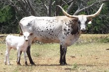 ACC STEER PROSPECT 515/11